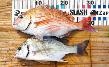 「サビキとタイラバどっちが好み？」疎遠だったタイラバ釣行でマダイにキビ…