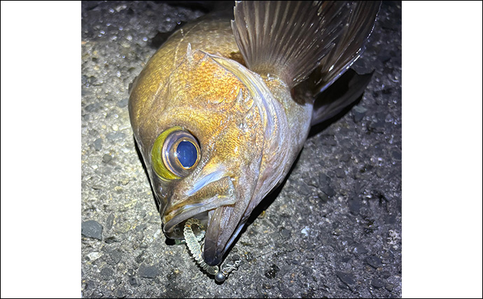 11月〜1月の陸っぱりルアー釣りは「ライトゲーム」がオススメ