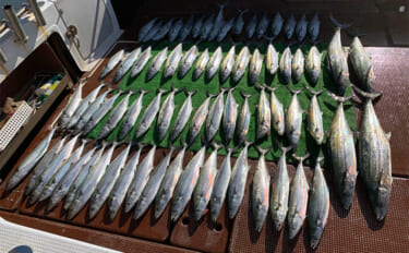 伊勢湾奥キャスティングゲームでサワラ80cm級登場！　サゴシは船中60…