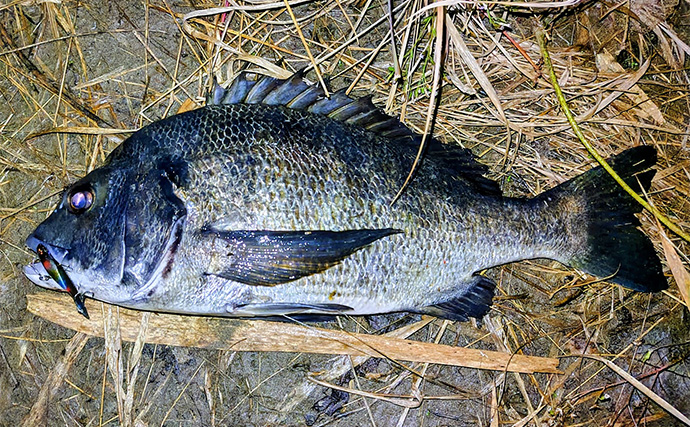 「食わないボイルが多発！」 バイブレーション早巻きで50cm超えクロダイ浮上