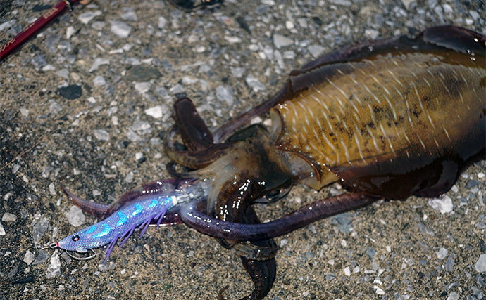 「まさにエギングパラダイス！」DUELのエギ4種を駆使して良型アオリイカ捕獲成功【天草】