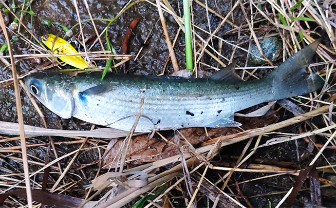 「魚がボイルしてるのにルアーにヒットしない！」 食わないボイルの攻略法2選