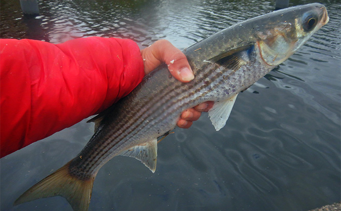 「メーター超え獲った！」荒川で101cmハクレンをキャッチ【埼玉】豆ボラ地獄を攻略