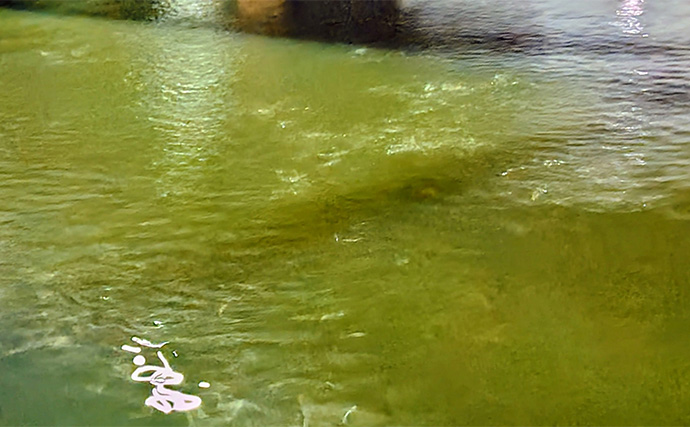 「魚がボイルしてるのにルアーにヒットしない！」 食わないボイルの攻略法2選