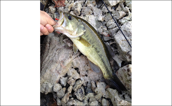 野池でのブラックバス釣りはスズメバチに注意？　釣り場には想像を超える危険も存在