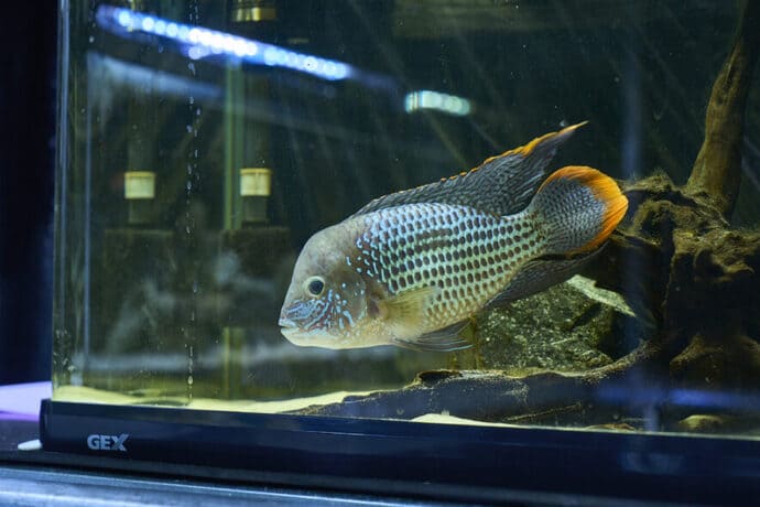 釣りを仕事にするチャンス？　日本さかな専門学校が＜さかなの講師＞募集説明会を開催