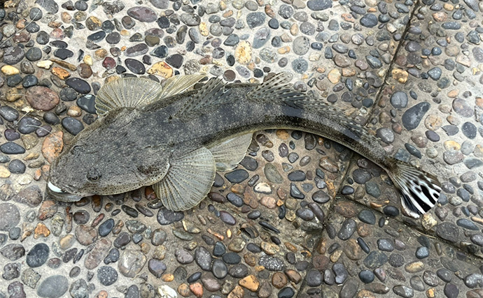 人気釣りフィールド「浜名湖」の不人気ポイント【表鷲津湖岸公園】はマゴチパラダイス？