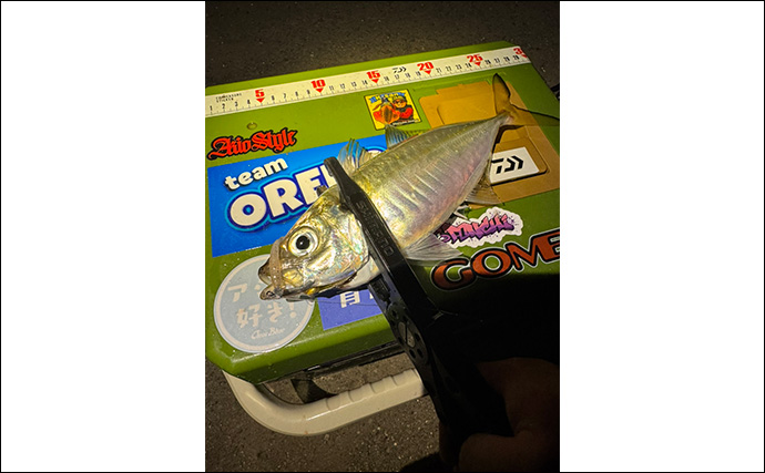 アジングで31cm頭に良型アジ2桁釣果【熊本・天草】キャロとジグ単の使い分けで速い潮流を攻略