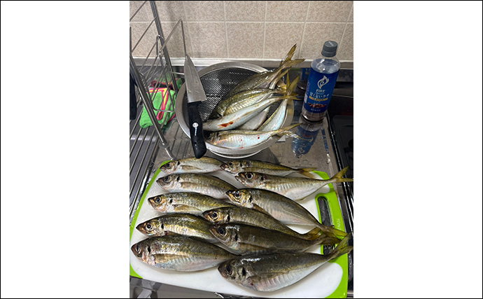 アジングで31cm頭に良型アジ2桁釣果【熊本・天草】キャロとジグ単の使い分けで速い潮流を攻略