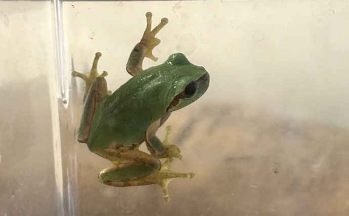 アマガエルを3匹飼育してみた　個体差から気付いた「エサの取り合い問題」