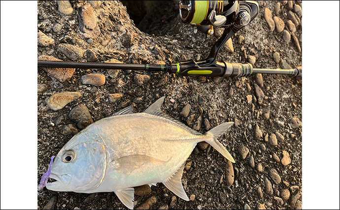 秋のメッキゲームで良型が入れ食い！【和歌山・南紀白浜】ミノー＆ボトムワインドに好反応