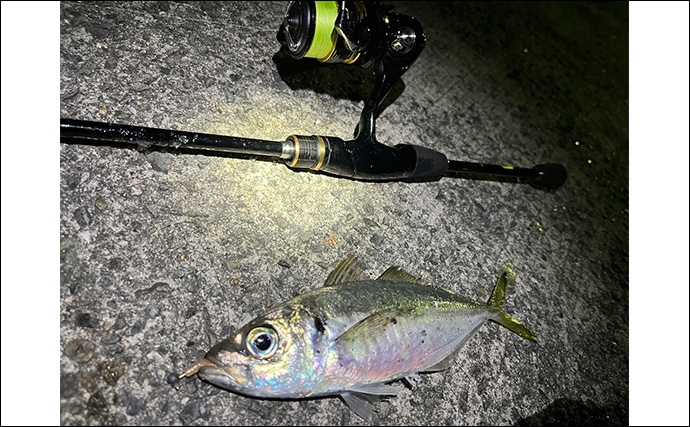 漁港アジング釣行で23cm良型アジを手中【大阪】小型アジ入れ食い＆メバルも顔出し