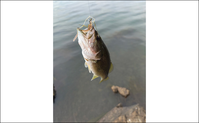 「アジングワームがブラックバスに効果あり？」琵琶湖で小バス連発！長いフォールに好反応