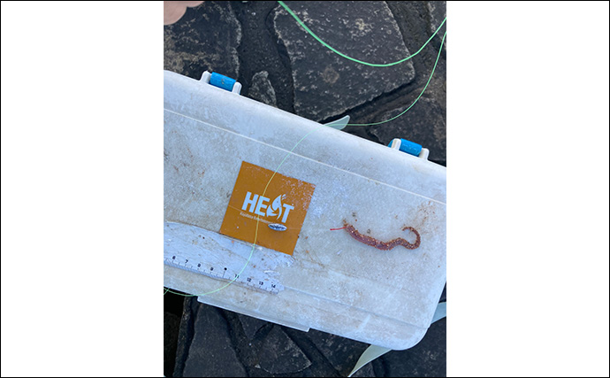 「正月の甘露煮用の魚を釣る！」ちょい投げ釣りで14cm頭に良型ハゼを手中【三重】