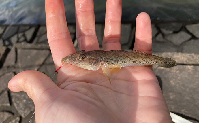 「正月の甘露煮用の魚を釣る！」ちょい投げ釣りで14cm頭に良型ハゼを手中【三重】
