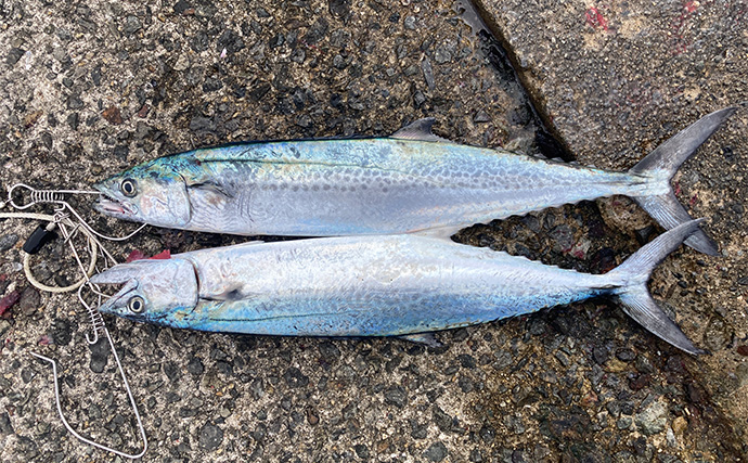 ブレードジグと通常メタルジグを徹底比較　サワラ（サゴシ）が釣れるのはどっち？