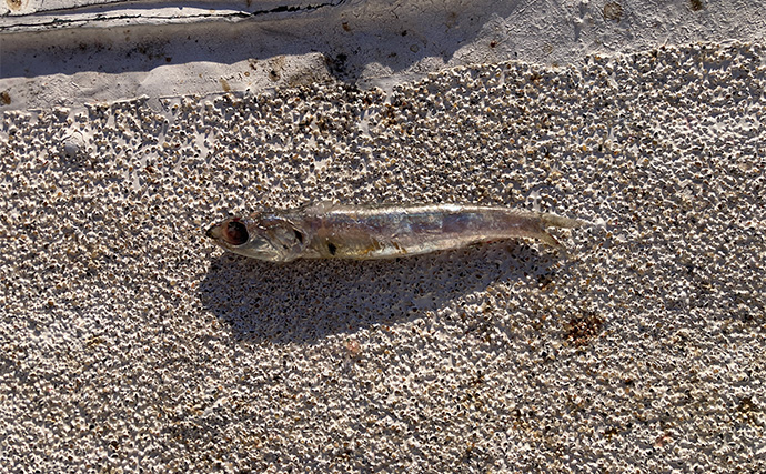 ブレードジグと通常メタルジグを徹底比較　サワラ（サゴシ）が釣れるのはどっち？