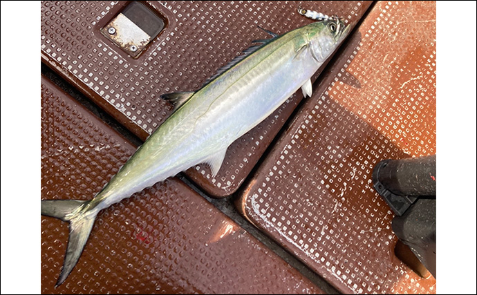 奥伊勢湾のサワラキャスティングゲームで60cm本命と対面成功　ブレード付きジグにヒット