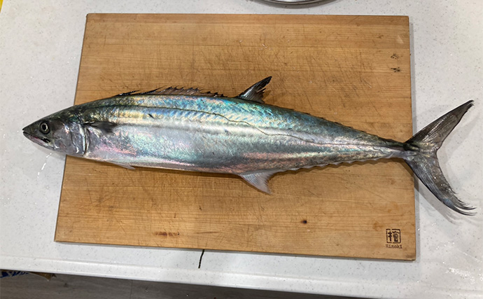 奥伊勢湾のサワラキャスティングゲームで60cm本命と対面成功　ブレード付きジグにヒット