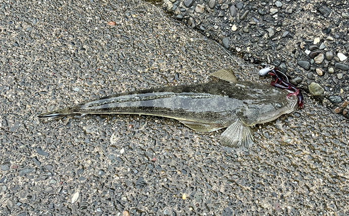 人気釣りフィールド「浜名湖」の不人気ポイント【表鷲津湖岸公園】はマゴチパラダイス？