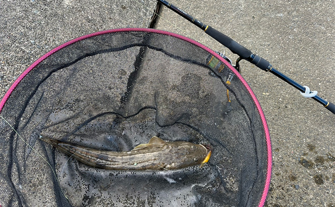 シーバスロッド流用でのルアーマゴチ釣りで45cm本命登場【木曽川河口】