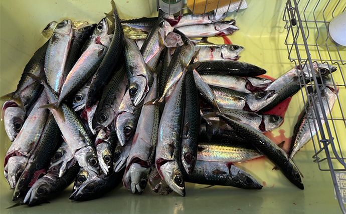 東伊豆のライトゲームでサバ50匹！【静岡】初心者でも即ヒット＆連発を満喫