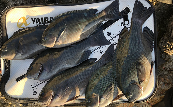 「秋磯の海中はまだまだ冬遠し？」磯フカセ釣りでアイゴの邪魔をかわして30cm級グレを拾い釣り