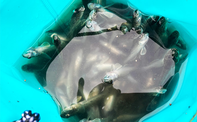 「雨で釣り場が貸切状態！」江戸川放水路のチョイ投げ釣りでハゼ137匹手中【千葉】