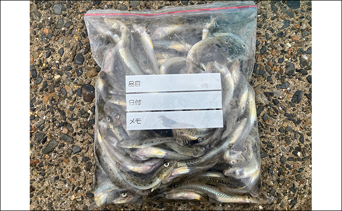 「雨で釣り場が貸切状態！」江戸川放水路のチョイ投げ釣りでハゼ137匹手中【千葉】