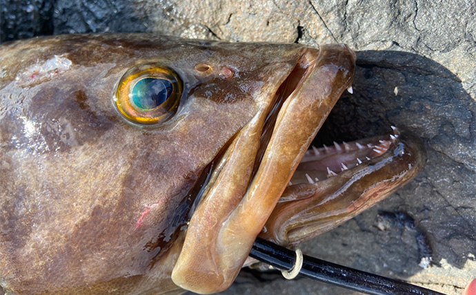 夜の磯釣りで2.4kgクエ浮上【山口】エサ取りが消えたタイミングで本命ヒット！