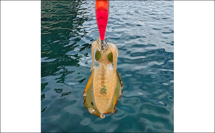 日中の漁港でエギング＆ロックゲーム！【福井】アオリイカとアオハタ連発で好機到来