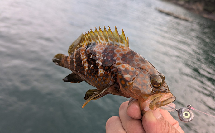 日中の漁港でエギング＆ロックゲーム！【福井】アオリイカとアオハタ連発で好機到来