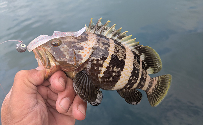 日中の漁港でエギング＆ロックゲーム！【福井】アオリイカとアオハタ連発で好機到来