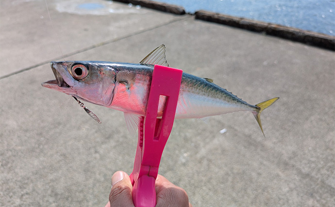 泉大津エリアのサヨリ釣りで14匹確保！【大阪】渋い時間帯はライトソルトゲームでサバ連発