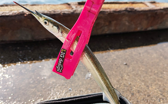 泉大津エリアのサヨリ釣りで14匹確保！【大阪】渋い時間帯はライトソルトゲームでサバ連発