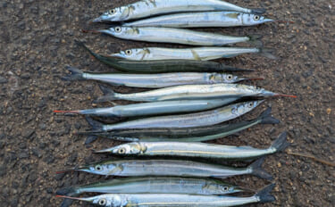 泉大津エリアのサヨリ釣りで14匹確保！【大阪】渋い時間帯はライトソルト…