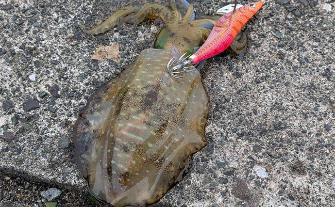 爆風の日本海エギングでアオリイカ5杯【福井】底ベタ徹底攻略で繊細アタリを拾う