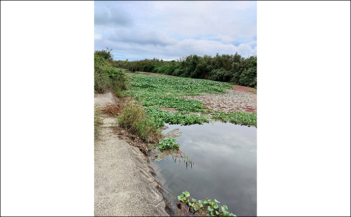 メジャーフィールド「紀の川」でバスフィッシング堪能【和歌山】50cm級バスを狙い撃つ！