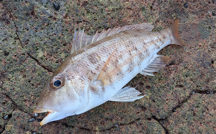 ラン＆ガンルアーゲームで6魚種＆良型ガシラ27cmを手中【三重】根魚30匹超えの充実釣果に