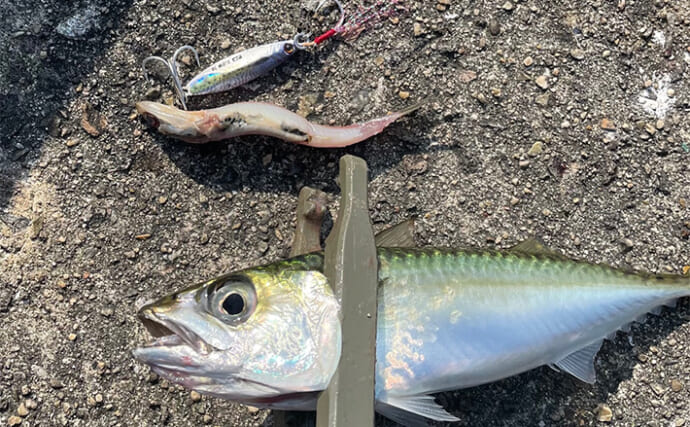 LSJでヒット率を上げる秘訣は【ベイトに合わせたメタルジグサイズのセレクト】にあり