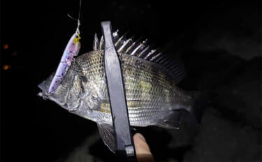 「早くメバリングがしたい！」 泉大津へのメバル調査釣行で小チヌ【大阪】