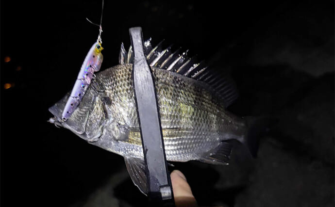 「早くメバリングがしたい！」 泉大津へのメバル調査釣行で小チヌ【大阪】