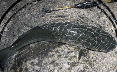 ボラがジャンプしていたら本命は釣れない？　周囲のフィッシュイーター有無…