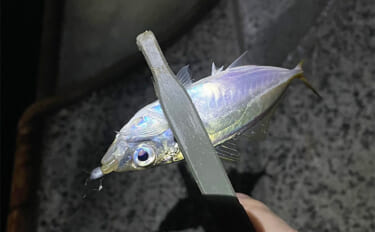 深日港アジング釣行で本命マアジ5尾キャッチ【大阪】前日の大雨による水潮…