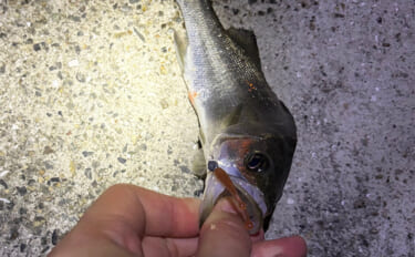 「目の前にアジ大群がいるのに全く釣れない？」 アジング釣行でボウズの不…