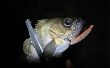 「メバリングのシーズンが開幕！」秋から初冬のメバルの動き方と釣り方を解…