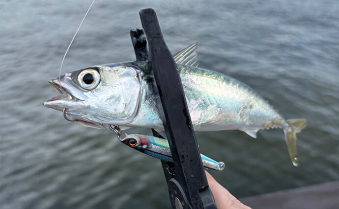 ショアジギで【フックにティンセルをつける意味】 ヨレヨレのまま使用はダメ？