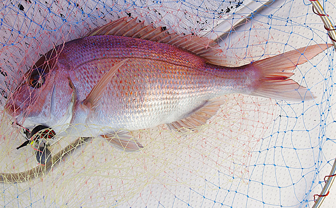 高砂沖マダイ釣りで2日連続本命キャッチ【兵庫】チョクリ仕掛けとタイラバいずれにもヒット