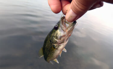 「アジングワームがブラックバスに効果あり？」琵琶湖で小バス連発！長いフ…