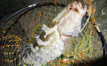 夜の磯釣りで2.4kgクエ浮上【山口】エサ取りが消えたタイミングで本命…